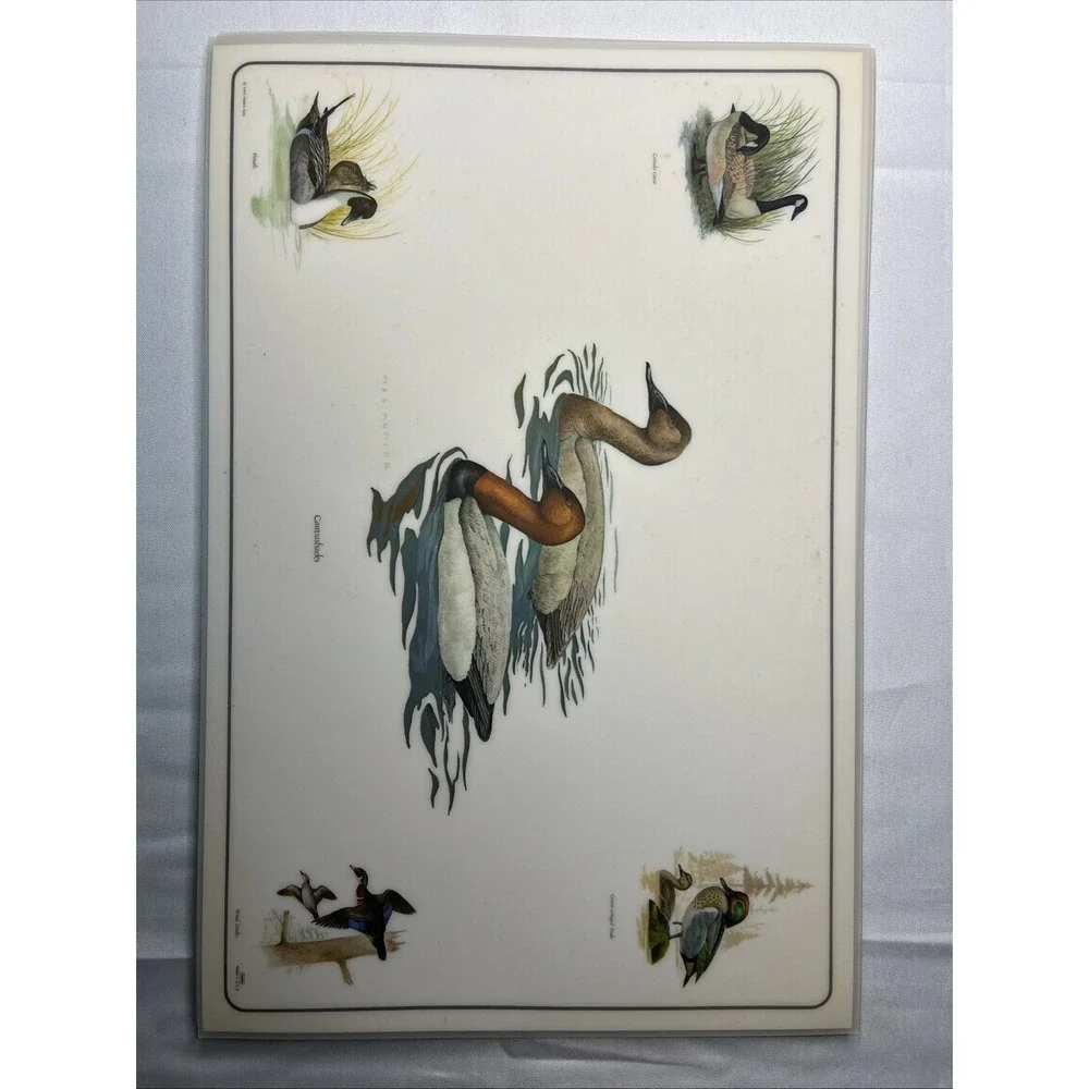 6 Vtg 1969 Placemats & Descriptions Mel Hunter Ducks Mallard Winged Teal 17x11